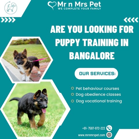 Are You Looking For Puppy Training in Bangalore